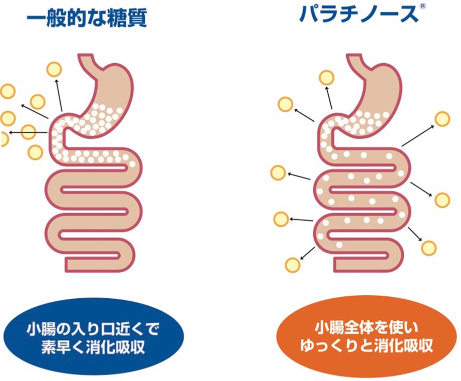 消化吸収速度：イメージ