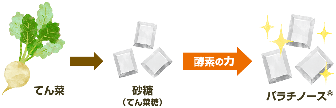 てん菜 → 砂糖(てん菜糖)→ 酵素の力 → パラチノース®