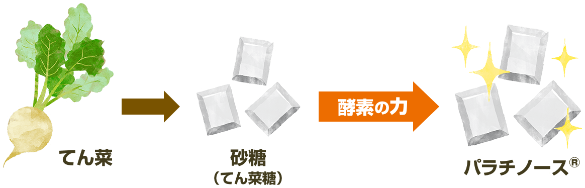 てん菜 → 砂糖（てん菜糖）→ 酵素の力 → パラチノース®